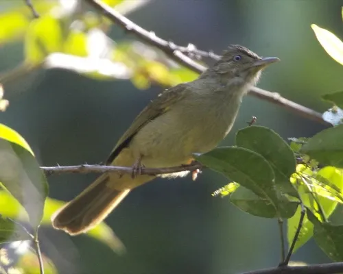 File:Puff-throated Bulbul (Alophoixus pallidus) - Flickr - Lip Kee.jpg