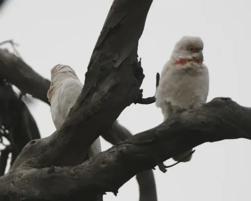 File:Long-billed Corella (Cacatua tenuirostris) - Flickr - Lip Kee (2).jpg