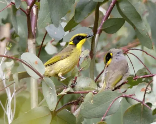 File:Yellow-tufted Honeyeater (Lichenostomus melanops) - Flickr - Lip Kee.jpg