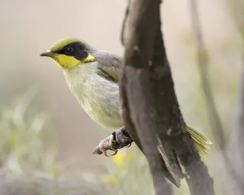 File:Yellow-tufted Honeyeater (Lichenostomus melanops) - Flickr - Lip Kee (1).jpg