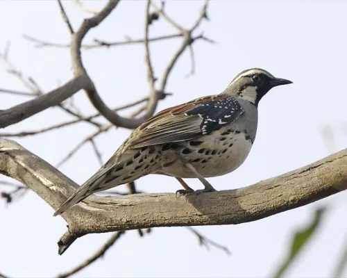 File:Spotted Quail-thrush (Cinclosoma punctatum) - Flickr - Lip Kee.jpg