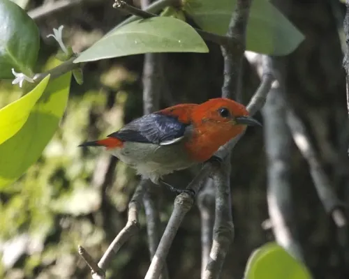 File:Scarlet-headed Flowerpecker (Dicaeum trochileum) - Flickr - Lip Kee.jpg