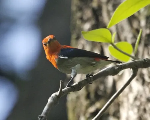 File:Scarlet-headed Flowerpecker (Dicaeum trochileum) - Flickr - Lip Kee (1).jpg