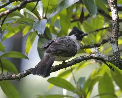 File:Sooty-headed Bulbul (Pycnonotus aurigaster aurigaster) - Flickr - Lip Kee (3).jpg