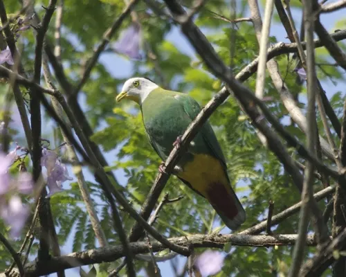 File:Black-naped Fruit-Dove (Ptilinopus melanospilus) - Flickr - Lip Kee.jpg