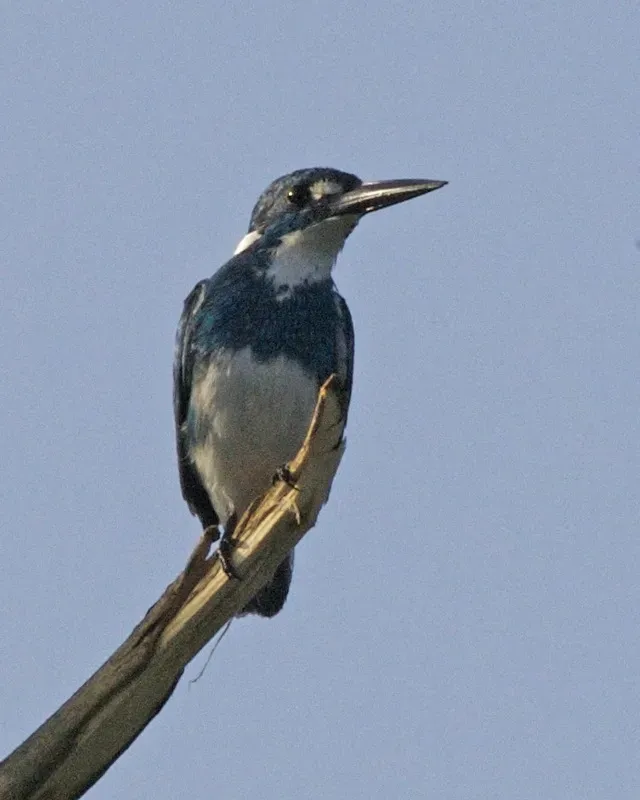File:Small Blue Kingfisher - male (Alcedo coerulescens) - Flickr - Lip Kee.jpg