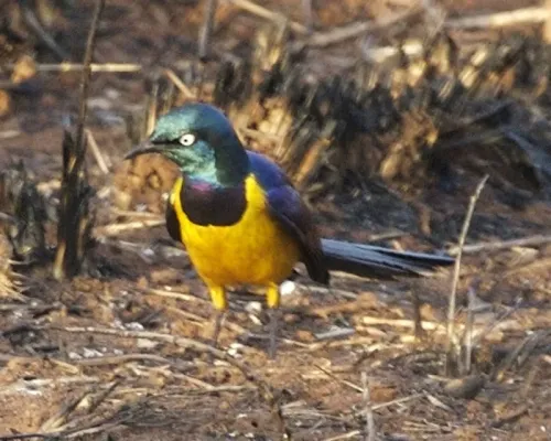 File:Golden-breasted starling (Lamprotornis regius) - Flickr - Lip Kee (1).jpg