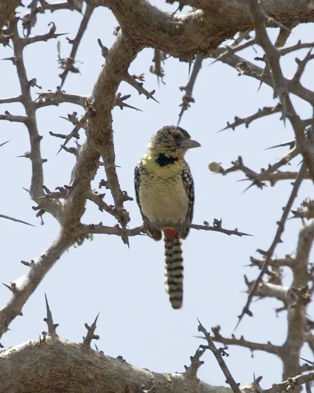 File:Red-and-yellow Barbet (Trachyphonus erythrocephalus) - Flickr - Lip Kee (1).jpg