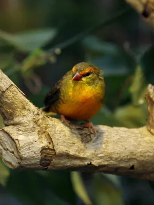 File:Amandava subflava.jpg