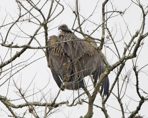 File:White-rumped Vulture (Gyps bengalensis) - Flickr - Lip Kee.jpg