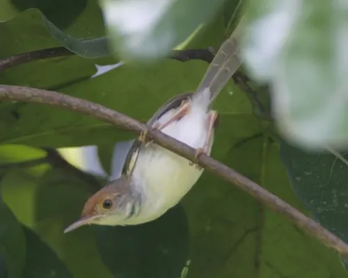 File:Dark-necked Tailorbird (Orthotomus atrogularis atrogularis) f - Flickr - Lip Kee.jpg