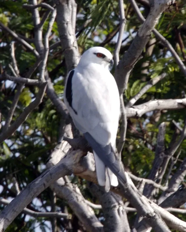 File:Australian Black-shouldered Kite (Elanus axillaris) - Flickr - Lip Kee.jpg