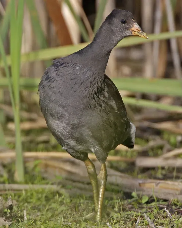 File:Dusky Moorhen - immature (Gallinula tenebrosa) - Flickr - Lip Kee.jpg