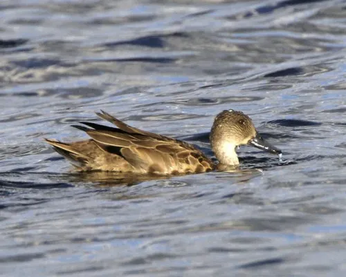 File:Grey Teal (Anas gracilis) - Flickr - Lip Kee.jpg
