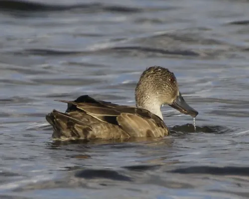 File:Grey Teal (Anas gracilis) - Flickr - Lip Kee (1).jpg