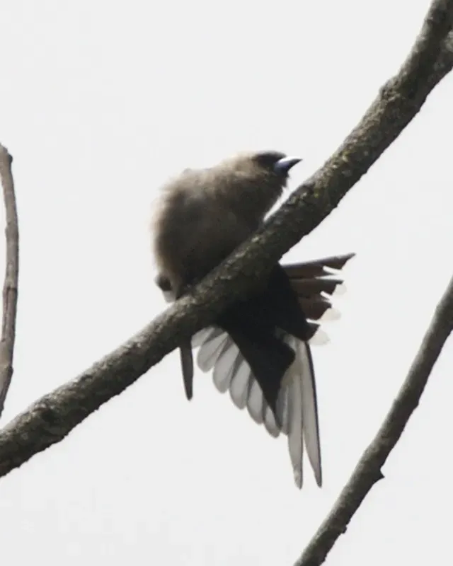 File:Dusky Woodswallow (Artamus cyanopterus) - Flickr - Lip Kee.jpg