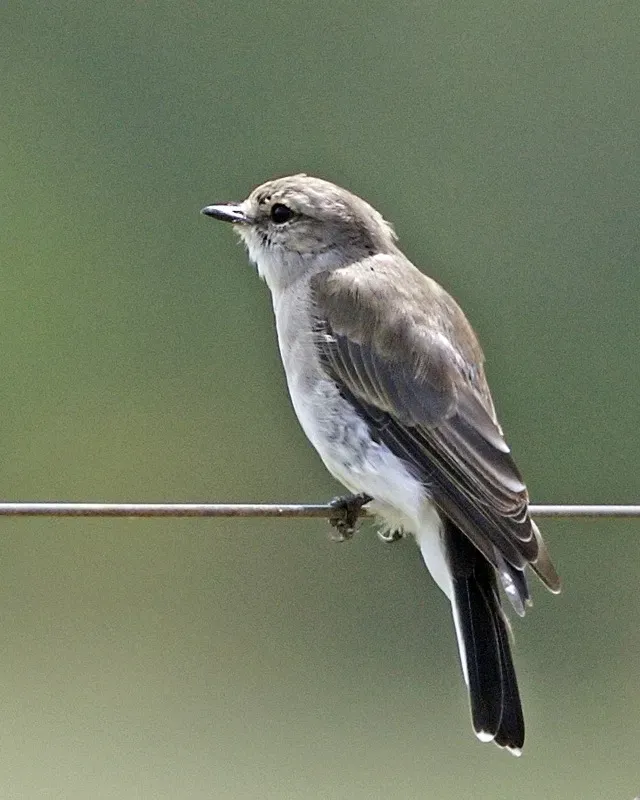 File:Jacky-winter (Microeca fascinans) - Flickr - Lip Kee.jpg