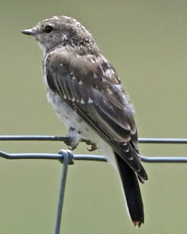 File:Jacky-winter (Microeca fascinans) - Flickr - Lip Kee (1).jpg