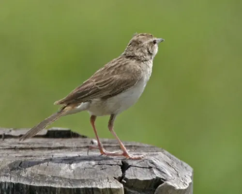 File:Rufous Songlark (Cincloramphus mathewsi) - Flickr - Lip Kee.jpg