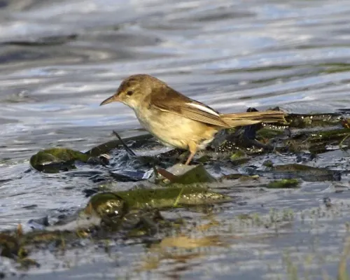 File:Australian Reed-Warbler (Acrocephalus australis) - Flickr - Lip Kee.jpg