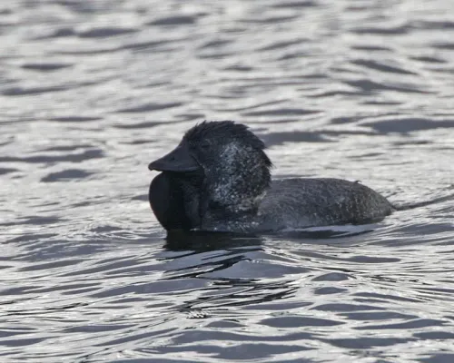 File:Musk Duck (Biziura lobata) male - Flickr - Lip Kee (1).jpg