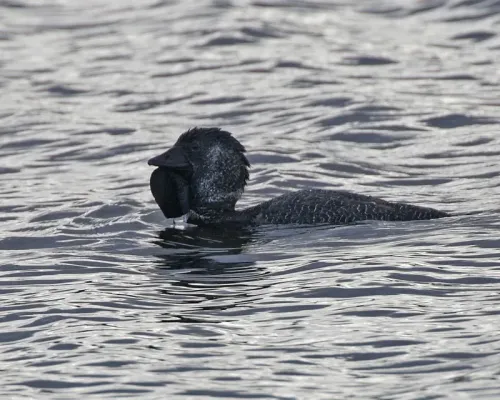 File:Musk Duck (Biziura lobata) male - Flickr - Lip Kee (2).jpg