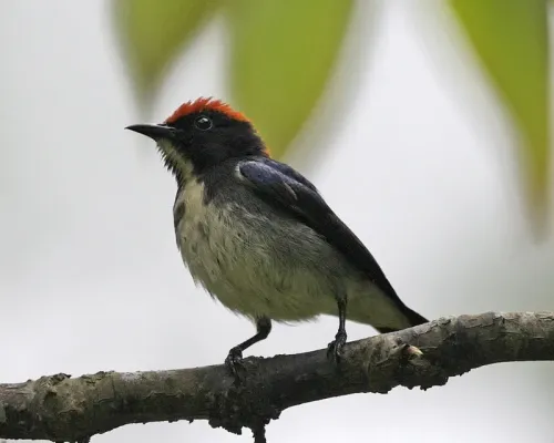 File:Scarlet-backed Flowerpecker (Dicaeum cruentatum) - Flickr - Lip Kee.jpg