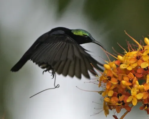File:Van Hasselt's Sunbird (Leptocoma brasiliana) - hovering - Flickr - Lip Kee.jpg