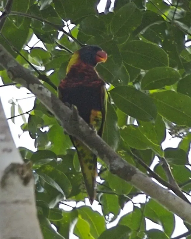 File:Biak Lorikeet (Trichoglossus rosenbergii) - Lip Kee (2).jpg