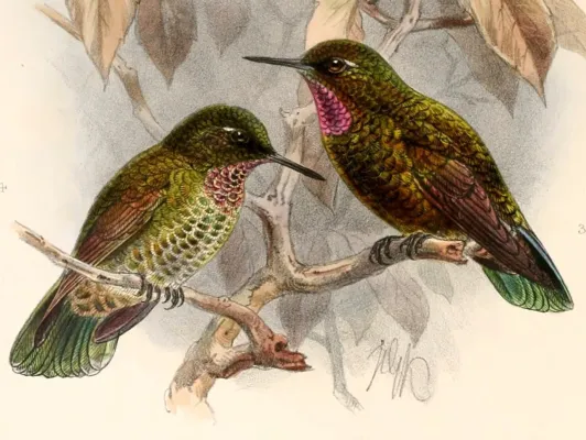 File:Metallura baroni 1894.jpg