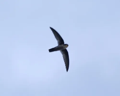 File:Aerodramus vanikorensis steini, Biak, Irian Jaya, Indonesia 1.jpg