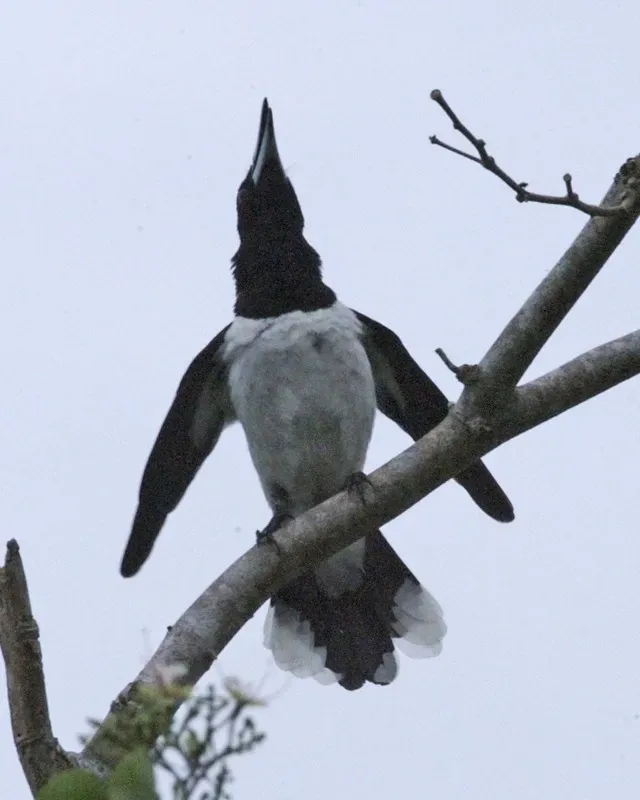 File:Hooded Butcherbird (Cracticus cassicus) - Flickr - Lip Kee.jpg