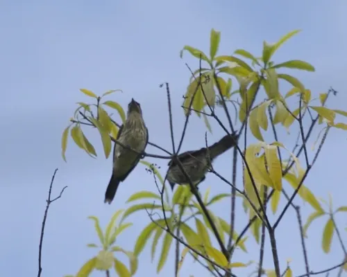 File:Metallic Starling (Aplonis metallica) Q0S6232 - Flickr - Lip Kee.jpg