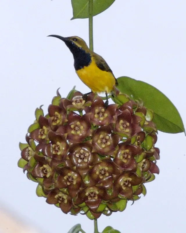 File:Yellow-breasted Sunbird (Cinnyris jugularis frenatus) - Flickr - Lip Kee.jpg