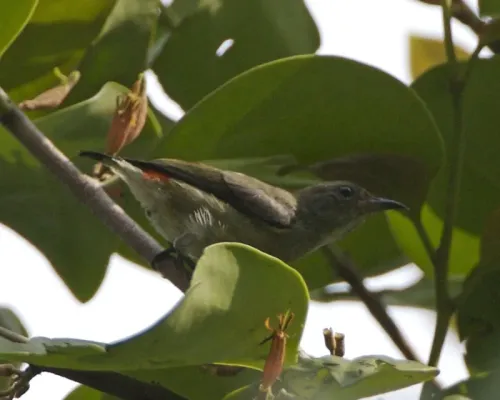 File:Scarlet-backed Flowerpecker (Dicaeum cruentatum ) - Flickr - Lip Kee.jpg