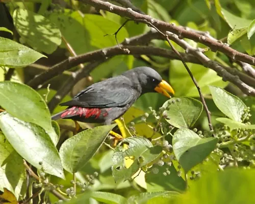 File:Finch-billed Myna (Scissirostrum dubium) - Flickr - Lip Kee.jpg