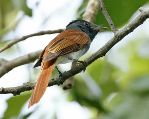 File:Amur Paradise Flycatcher (Terpsiphone incei) - Lip Kee (1).jpg