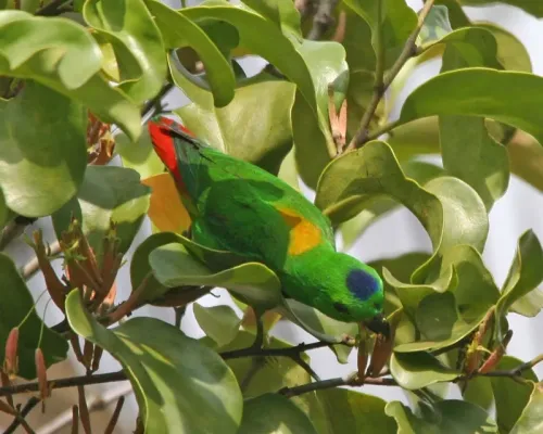 File:Blue-crowned Hanging-Parrot (Loriculus galgulus) - Flickr - Lip Kee (3).jpg