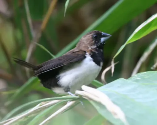 File:Javan Munia (Lonchura leucogastroides) - Flickr - Lip Kee.jpg