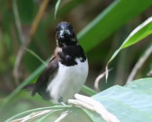 File:Javan Munia (Lonchura leucogastroides ) - Flickr - Lip Kee.jpg