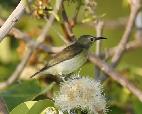 File:Van Hasselt's Sunbird (Leptocoma brasiliana) - Flickr - Lip Kee (3).jpg
