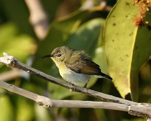 File:Van Hasselt's Sunbird (Leptocoma sperata brasiliana) female - Flickr - Lip Kee.jpg