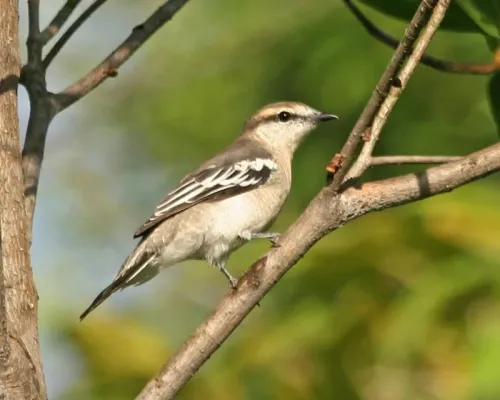 File:Pied Triller (Lalage nigra striga) - female - Flickr - Lip Kee.jpg