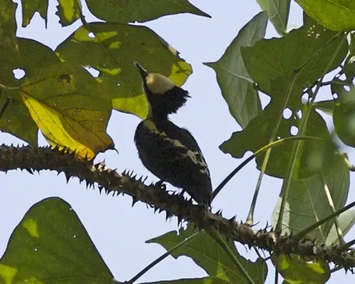 File:Heart-spotted Woodpecker (Hemicircus canente) female, Thattekad, Kerala 1.jpg