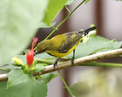File:Olive-backed Sunbird Cinnyris jugularis ornatus - male eclipse - Flickr - Lip Kee.jpg