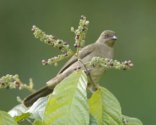 File:Red-eyed Bulbul (Pycnonotus brunneus) - Flickr - Lip Kee.jpg