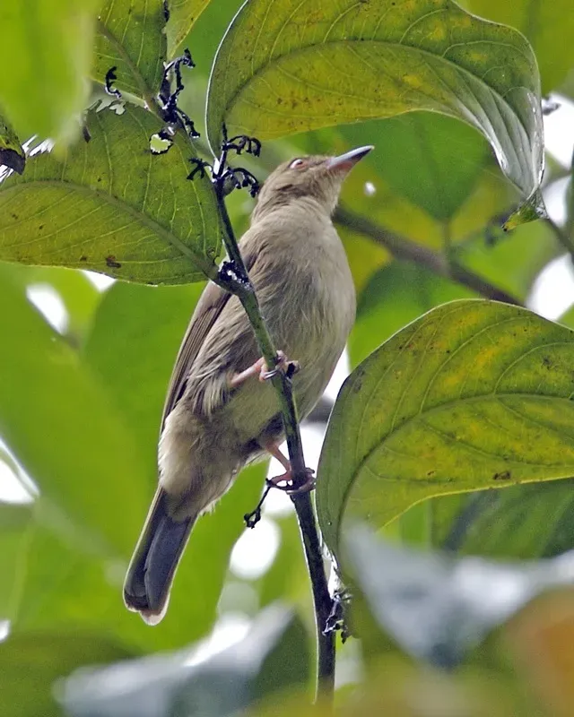 File:Red-eyed Bulbul (Pycnonotus brunneus) - Flickr - Lip Kee (1).jpg