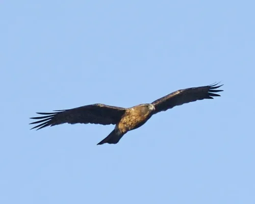 File:Little eagle (Hieraaetus morphnoides) - Flickr - Lip Kee (2).jpg