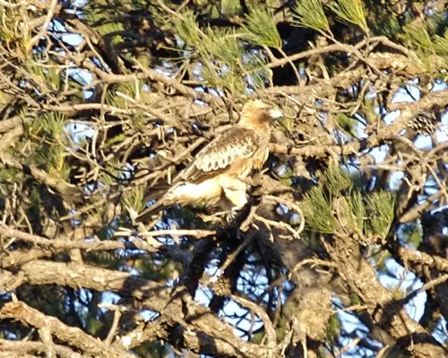 File:Little Eagle (Hieraaetus morphnoides) - Flickr - Lip Kee (1).jpg