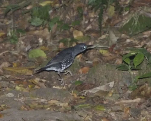File:Sunda thrush (Zoothera andromedae) - Flickr - Lip Kee.jpg